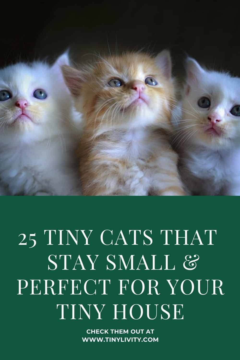 25 Tiny Cats That Stay Small & Perfect For Tiny House
